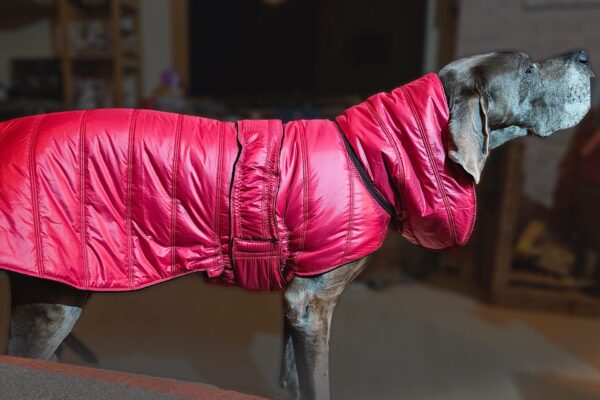 Vêtements pour dogues allemands