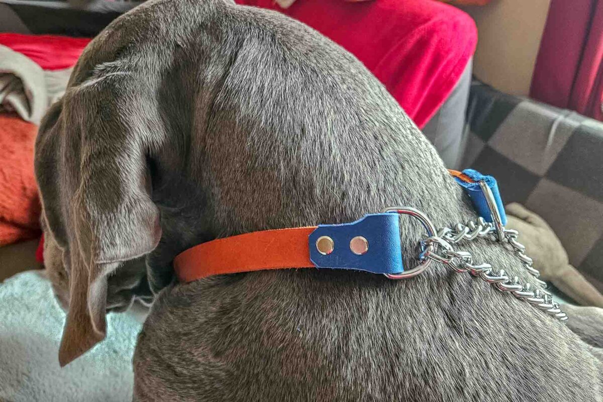 Collier fin modèle chaînette, accessoire pour grands chiens