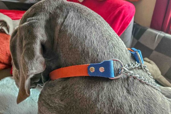 Collier fin modèle chaînette, accessoire pour grands chiens