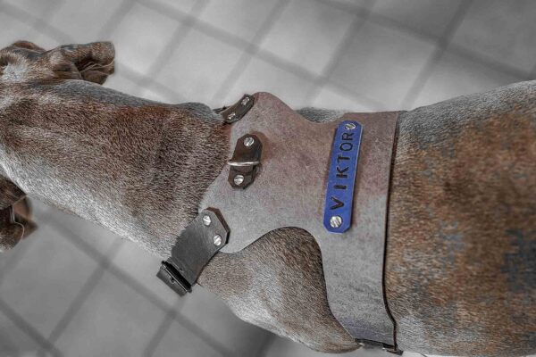 Harnais en cuir graissé, accessoire pour grands chiens