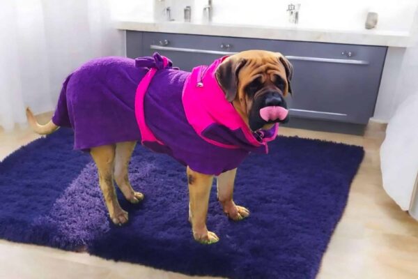 Dog XL Fashion, peignoir pour chiens
