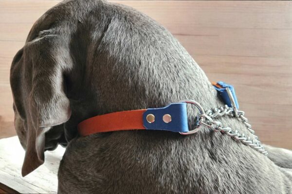 Collier d'éducation avec chaînette