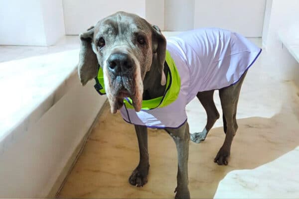 Imperméable léger vert et lilas