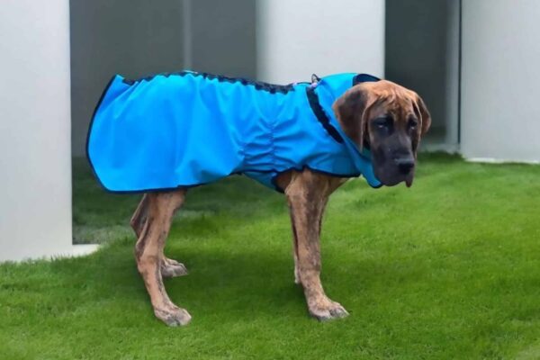 Dog XL Fashion, imperméable quatre saisons évollutif pour grandes races