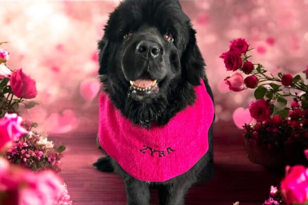 Bavoir XXL en tissu éponge pour chiens géants