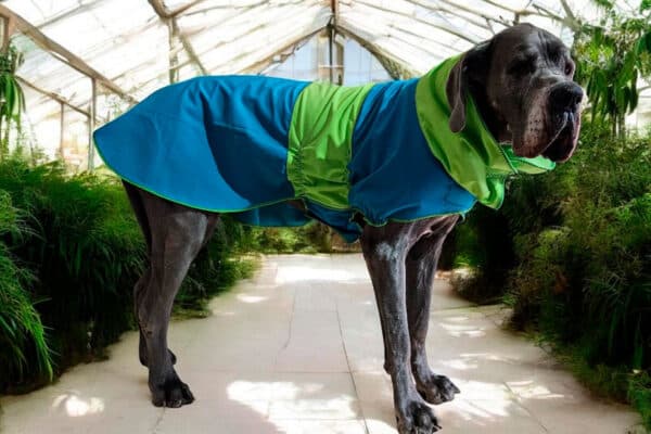 Manteau en softshell bicolore