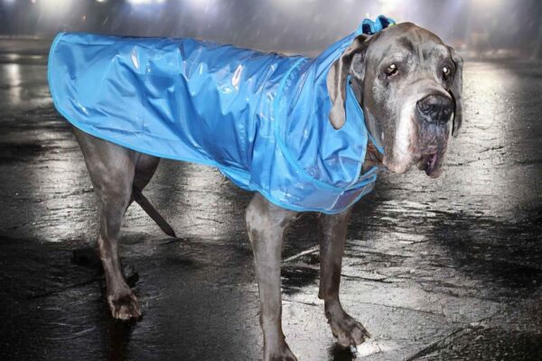 Imperméable plastifié couleur bleue