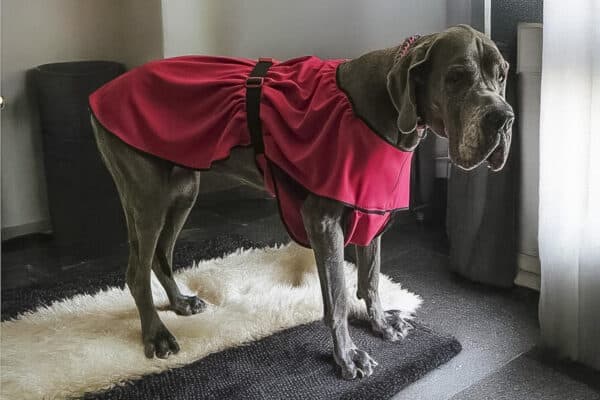 Manteau rafraîchissant Coolmax® pour grands chiens